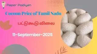 Mulberry Cocoon Price-11-09-25 #பட்டுகூடுவிலை #mulberry #silkworm #mulberrytree  @paperpodiyan