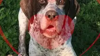Rescued is my Favorite Breed Malta - A Tribute to Chance