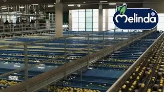 Melinda Val di Non: la lavorazione delle mele nelle cooperative