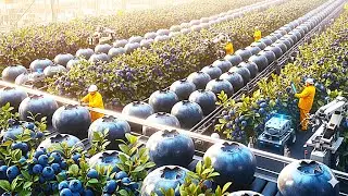 1 Million Blueberry Farming Process From Field to Restaurant How Blueberries Farm Grow