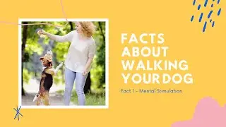#shorts Fact 1 About Walking Your Dog | Mental Stimulation