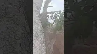 #Ttree