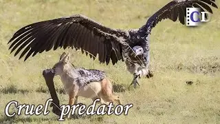 Lone wolf steals carcass from vultures and get fiercely attacked | China Documentary