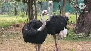 #What a crazy  Ostriches bird amazing/wao