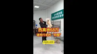 西高地68万堪称行走的 &ldquo;别墅&rdquo;#宠物市场 #老友狗狗 #pets