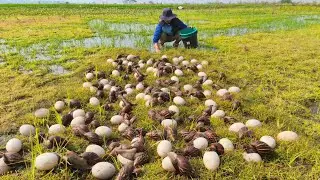 WOW wow! A female fisherman collects snail eggs in a rice field where there is a lot of grass.