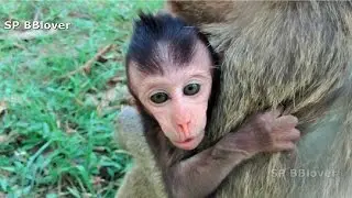 Baby Monkey Cry Because Older Monkey Catch - SP BBlover