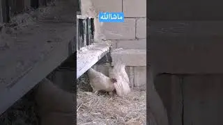 جوان ترین #4k #chicken #erbil #choman  دیمەنی ئەمرۆ کە  هیوامان بۆ دەگەرنێتەوە