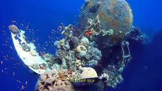 20 Incredible Facts About Marine life and ocean ecosystems