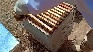 الحلقة 27 فحص خلية من عاسلتين و الوقوف عند مخزون العسل الجزء الثالث / تربية النحل في متناول الجميع