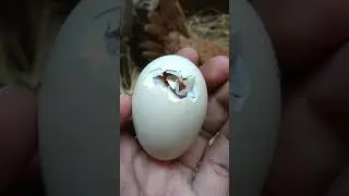 Chicken birth from egg🐣