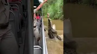 Croc close snap with guide! Master the perfect catch #crocodile #wildlife #nature