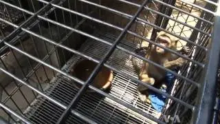 Demand Drives Illicit Global Animal Trade