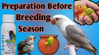 Preparation before the breeding season | Breeding season tips #love4birds