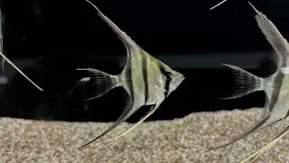 Altum Angelfish - First Gen Captive Bred
