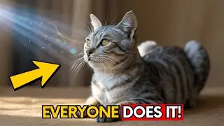 The Moment Cats Stop and Stare at Nothing &mdash; What Their Spirit Is Sensing