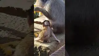 DeeDee monkey #shortvideo