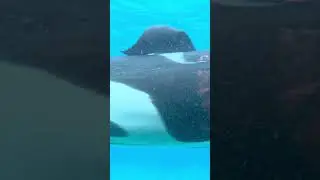 Wowed by this Orca