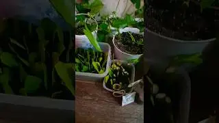 Propagation of zamika by leaf.