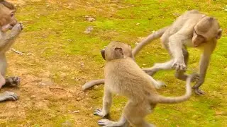 POOR BABY MONKEY JANNA SO SCARED | JANE MOTHER IGNORE JANNA ALONE AND HUNGRY | SR TECHNIQUE
