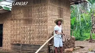 Harvest buco