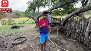 VAQUEIRO LEVY MOSTRANDO OS PORCOS 