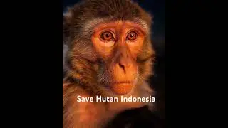 Save Hutan Indonesia #BunsuRusa #kalimantan #Sumatera #Sawit