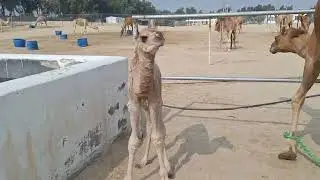 🐪🌸Camel Farm 🐪BAHRAIN🐪Persian Gulf🌏