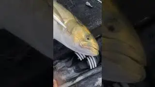 HUGE GATOR BLUE FISH BREAKS MY FISHING ROD,NY FISHING