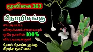 சங்கன்குப்பி|பீநாறிசங்கு|Clerodendron inerme|பீச்சங்கு|அலசல்|Alasal