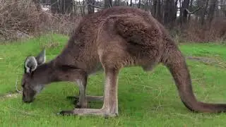 Kangaroo behavior