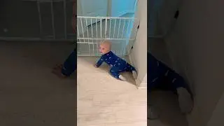 🤣 He Found The Cat Door #toddler #toddlerlife #shortsfeed
