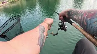 Bradshaw hall fisheries on the pellet waggler