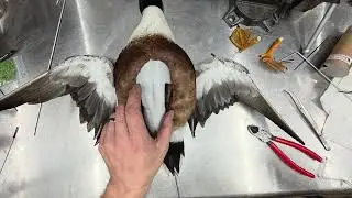 How to attach wires/pins to a 3D printed duck body