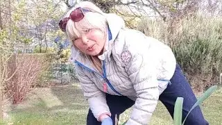 1. Gärtnerin👩🏼‍🌾-Tipp: Clivia-Operation an der offenen Wurzel, 6.4.2025