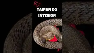 दुनिया के सबसे जहरीले साप | most poisonous snakes in the world #shorts #animallover #snake