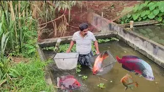 കുളം നിറയെ ബീകരൻ മാർ/ റെഡ്തിലോപിയ , വളർത്തൽ, പുതിയ ടാങ്ക് എങ്ങനെ ഒണ്ട് 