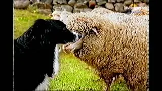 Anchor Spreadable Butter 'Animal Whispers' TV Advert - 1996