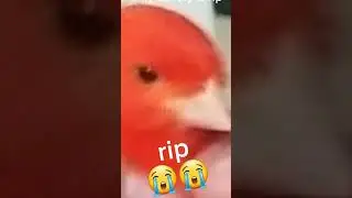 my canary is dead😭😭😭😭
