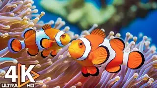 4K Aquarium Relaxation &ndash; Stunning Coral Reef Fish & Calming Music for Sleep and Meditation