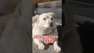 Loyal Dog Waits 6 Days Outside Hospital for Her Owner | True Story of Boncuk 🐶❤️