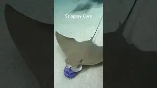 Stingray Core #animalshorts #animals #stingray #stingrays #fish #ocean #aquarium fish ium