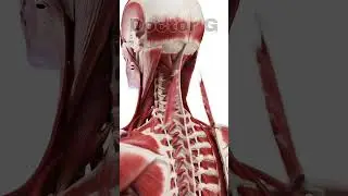 exploded 💥 view of posterior neck muscles 💥💥 #anatomy #doctorG #youtubeshorts #shorts