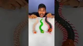 Red and colour full Snake🐍#shorts #shortsvideo #viral