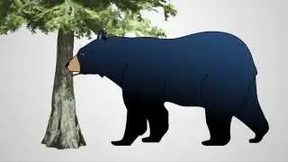 Bears in the Bog