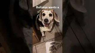 bullseye the Beagle wants her treat