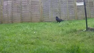 Jack and Rook!