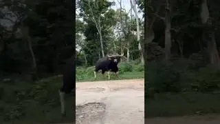 INDIAN BISON ATTACK #indianbison #indiangoar #jungle #india #rangava #ranreda