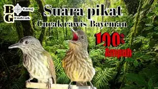 🔴 Suara Pikat Burung Bayeman / Cucak Rawis Ampuh