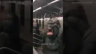 Gorilla Screaming 'Mama Help' Inside Moving Subway #animals #viral #chaos